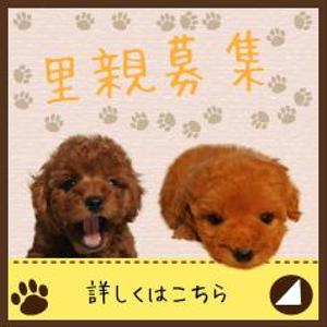 ToshiyukiYamabeさんの犬の里親募集のバナー制作への提案