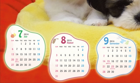 yoji007さんのシーズー専門ペットショップ「キューティ」のお客様配布用の2014年度 A2版カレンダー作成への提案