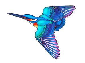 hideojoyabegin (hideojoya)さんの学習塾で使用するカワセミ（鳥）のイラストへの提案
