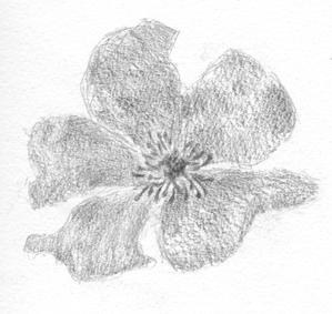 冨永優紀 (koharu059)さんのラズベリーの花のイラスト（墓石彫刻に利用します）への提案