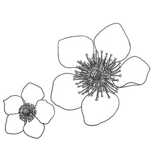 HaHa (hahaseiko)さんのラズベリーの花のイラスト（墓石彫刻に利用します）への提案