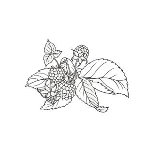 HaHa (hahaseiko)さんのラズベリーの花のイラスト（墓石彫刻に利用します）への提案