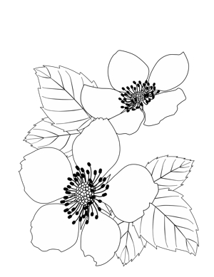 Fuji-K（フジケイ） ()さんのラズベリーの花のイラスト（墓石彫刻に利用します）への提案