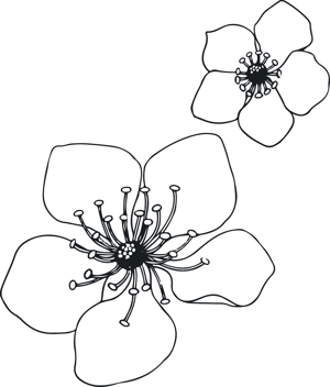 HaHa (hahaseiko)さんのラズベリーの花のイラスト（墓石彫刻に利用します）への提案