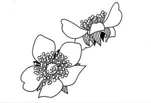 meico (meico-kanbayashi)さんのラズベリーの花のイラスト（墓石彫刻に利用します）への提案