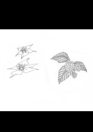 TAMAMI (bluesteyes)さんのラズベリーの花のイラスト（墓石彫刻に利用します）への提案