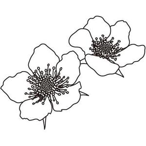 La ()さんのラズベリーの花のイラスト（墓石彫刻に利用します）への提案