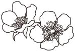 tea_treeさんのラズベリーの花のイラスト（墓石彫刻に利用します）への提案