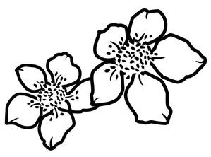 AIIRO (AIIRO)さんのラズベリーの花のイラスト（墓石彫刻に利用します）への提案