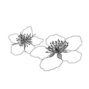 mages_staffさんのラズベリーの花のイラスト（墓石彫刻に利用します）への提案