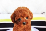 ひまわり(ID:mki3) (mki3)さんの子犬写真の加工への提案