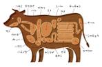 たかねたかのり (tatakane)さんの牛ホルモン部位・名称の説明イラストへの提案