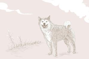 おーぷんげーと（opengate） (Opengate)さんの柴犬のイラストへの提案