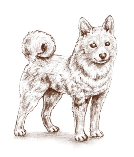 Factoryhitomiさんの事例 実績 提案 柴犬のイラスト 自己紹介 動物イラ クラウドソーシング ランサーズ