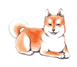 渡辺奈々 (nana_tana)さんの柴犬のイラストへの提案