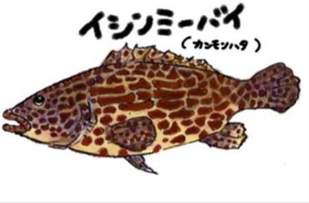 AZUMI (kerokerokaeru176)さんの沖縄県産魚の一覧への提案