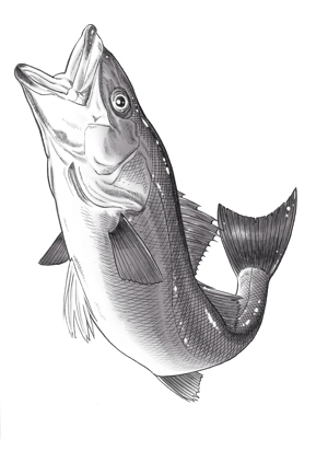リアルな魚 鱸 動きのある 生き生きとしたイラストに対するnomututiの事例 実績 提案一覧 Id 4433 イラスト制作の仕事 クラウドソーシング ランサーズ
