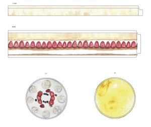 parkillust ()さんの菓子用パッケージのホールケーキのかわいい手書き風イラストへの提案