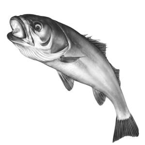 魚 イラスト 白黒 リアル