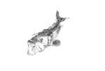 甲斐　義崇 (yoshitaka26)さんのリアルな魚（鱸）動きのある、生き生きとしたイラストへの提案