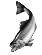 因幡よしぞう (yoshizouinaba)さんのリアルな魚（鱸）動きのある、生き生きとしたイラストへの提案