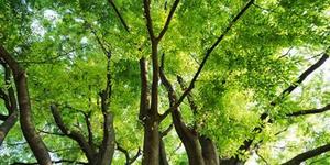choice_1さんのECで販売するオリジナル壁紙（クロス）のデザインへの提案