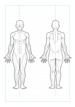 calcula (calcula)さんの人体の イラストへの提案