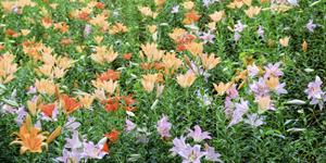 Kota.morishima ()さんのECで販売するオリジナル壁紙デザイン（「花」のデザイン）への提案