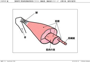 二階堂ちはる (umako_takitate)さんの整体院掲載用素材イラスト（施術前、施術後のイメージ　人間の体、筋肉の絵等）への提案