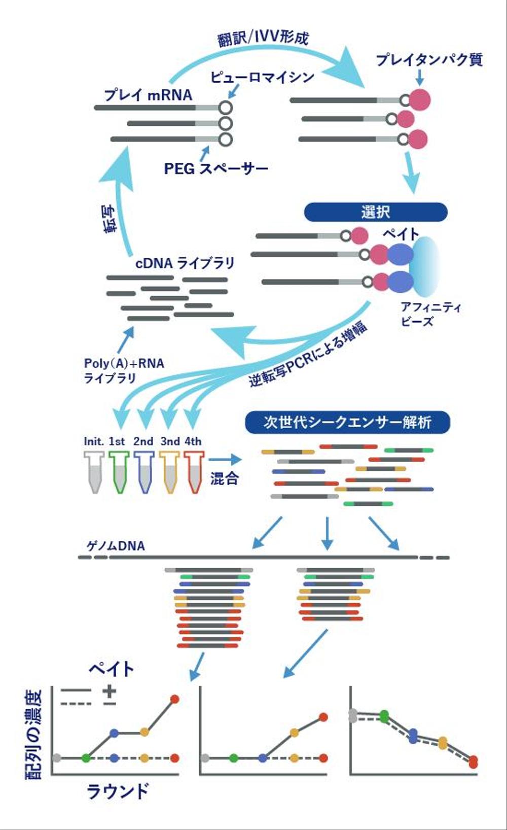 バイオ系論文のイラスト（ブラッシュアップ）