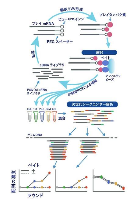 あお (AoAo)さんのバイオ系論文のイラスト（ブラッシュアップ）への提案