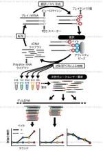 toko18 (toko18)さんのバイオ系論文のイラスト（ブラッシュアップ）への提案