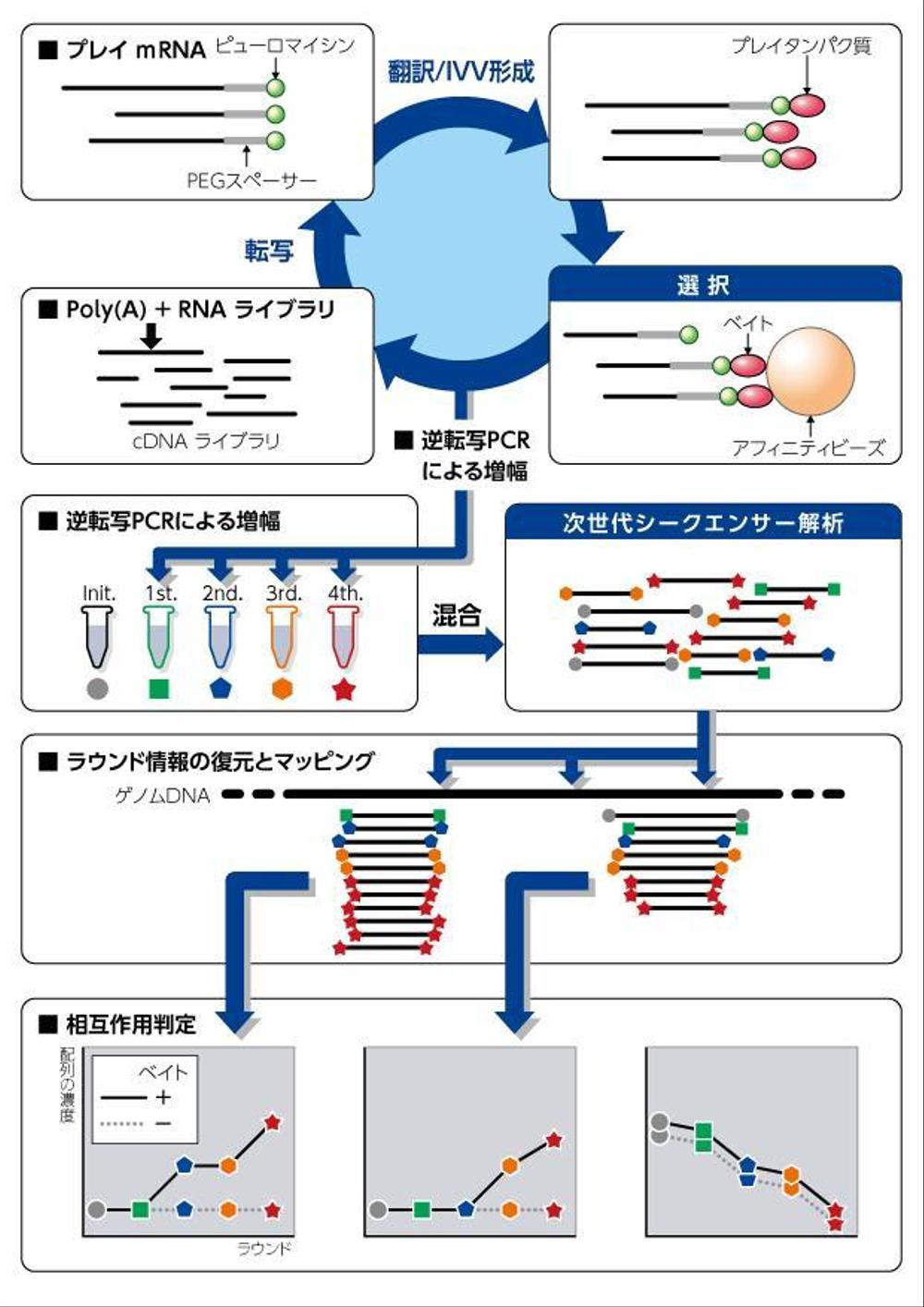 cDNAライブラリ.jpg