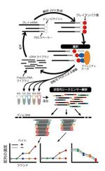 あるい (arui_0525)さんのバイオ系論文のイラスト（ブラッシュアップ）への提案