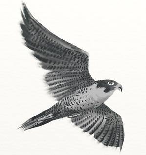 kropsworkshop (krops)さんの水墨画のようなモノクロの鳥イラストへの提案