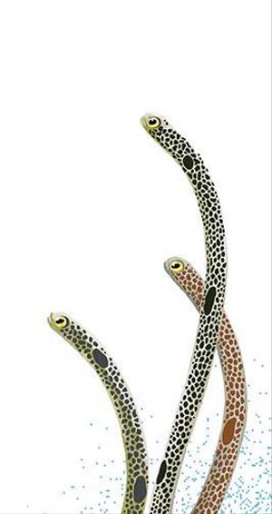 fuu ()さんの海の生物でスマホカバーのデザインをお願いします。への提案