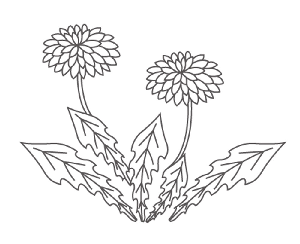 モノクロでも使える「たんぽぽ」の花のイラスト