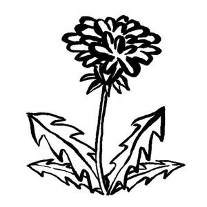 kobo.shuru (kokonehouse)さんのモノクロでも使える「たんぽぽ」の花のイラストへの提案