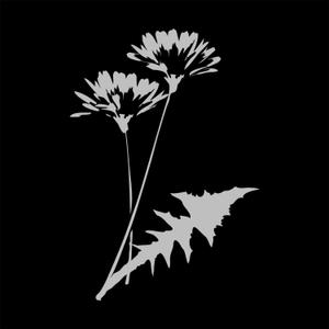 comforia ()さんのモノクロでも使える「たんぽぽ」の花のイラストへの提案