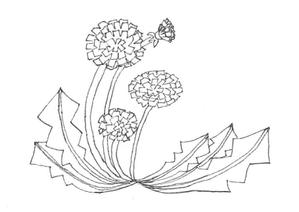 平尾　里美 (hirachansat)さんのモノクロでも使える「たんぽぽ」の花のイラストへの提案