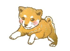 n (kimidake)さんの和食器・和雑貨用の「柴犬」デザインをお願いします。への提案