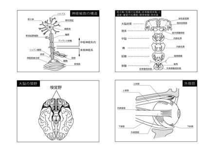 Yumiyumiさんの事例 実績 提案 医療用教材 線画イラスト制作 4点程 初めまして イラスト クラウドソーシング ランサーズ