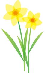 bloom-of-springさんのスイセンのイラスト化への提案