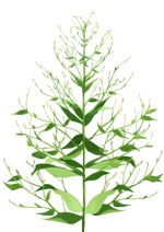 岩花睦生 (nunu_shikura3)さんのセンシンレンという植物のイラストへの提案