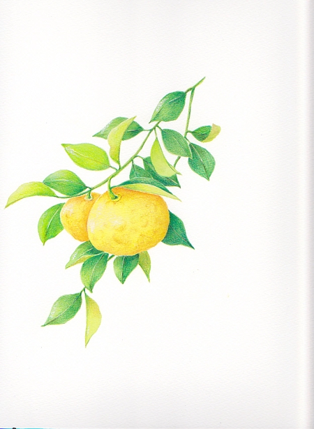 こだわり柚子シロップの水彩画イラストをお願い致します の仕事 依頼