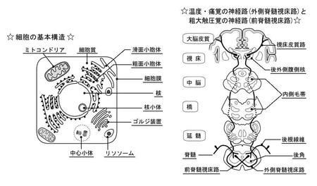 Dsw Userさんの事例 実績 提案 医療用教材 線画イラスト制作 ６点 はじめまて イラスト クラウドソーシング ランサーズ