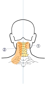 あいすくりん (sayo-haya)さんの頚椎２番のイラスト（PVに使う）への提案