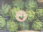 OAK DESIGN (t_nar)さんの西洋野菜に特化した農家のロゴ制作 「おぬき菜園」への提案