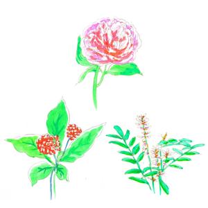 ナミ (takenoko_mail)さんの植物の水彩画イラスト5点への提案