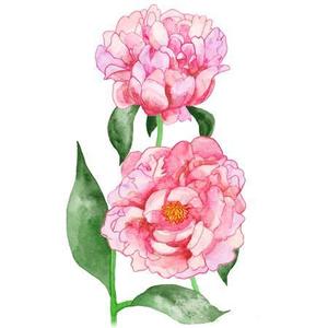 鈴木ショウコ (suzuki_ok)さんの植物の水彩画イラスト5点への提案